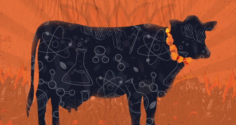 Beef, Belief & Politics: The Reality of Cow Slaughter in India